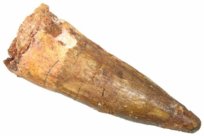 Fossil Spinosaurus Tooth - Composite Tip #361277